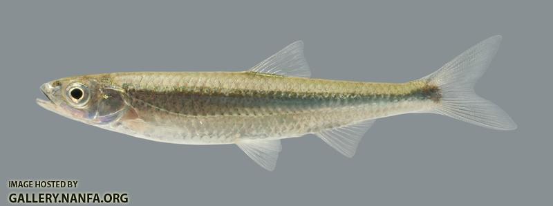 Notropis photogenis Silver Shiner