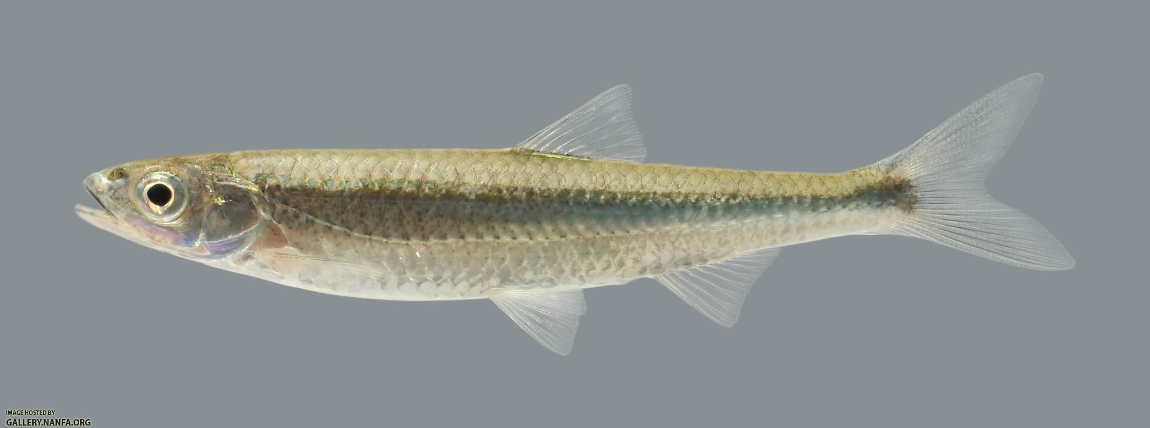 Notropis photogenis Silver Shiner