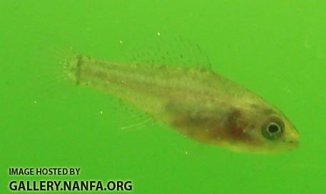 fatter pygmy sunfish