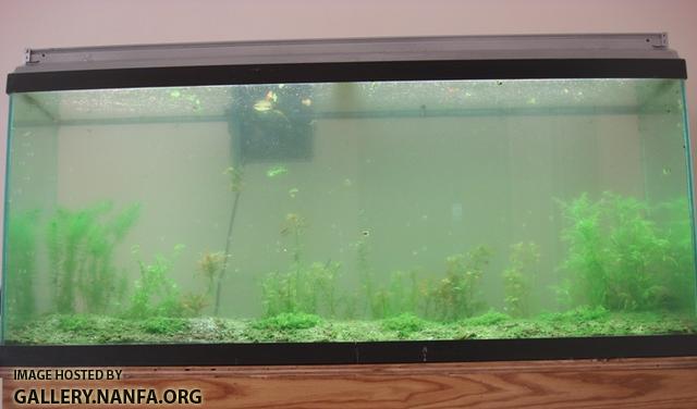 tank after green water