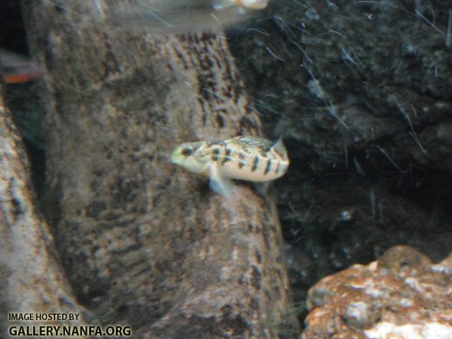 Kentucky Darter 01.JPG