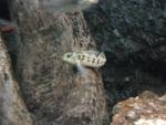 Kentucky Darter - Etheostoma rafinesquei