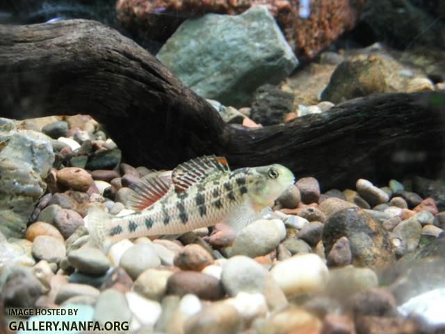 Kentucky Darter 03.JPG