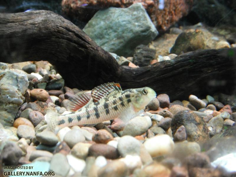 Kentucky Darter 03.JPG