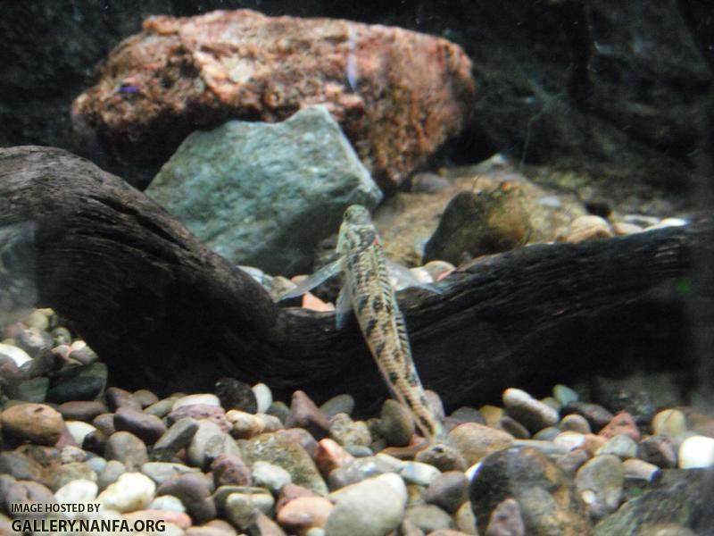 Kentucky Darter 04.JPG