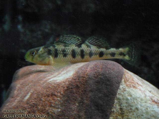 Kentucky Darter 08.JPG