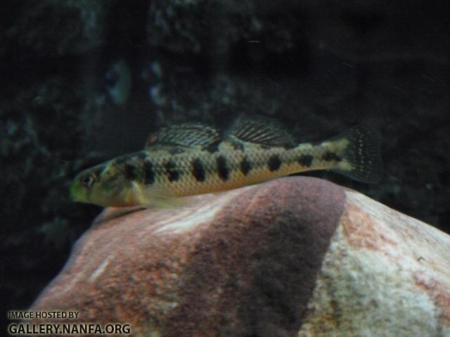 Kentucky Darter 09.JPG