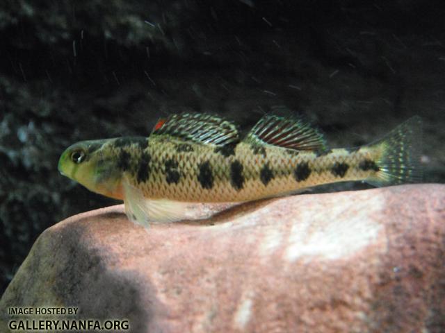 Kentucky Darter 11.JPG