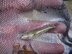 Bloodfin Darter 3.JPG