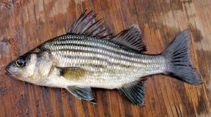 Yellow bass