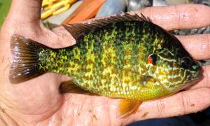 Pumpkinseed Sunfish