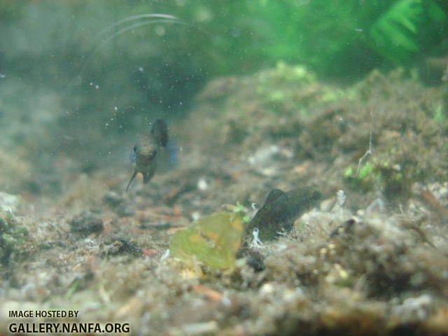 territorial sparring over prime bloodworm land