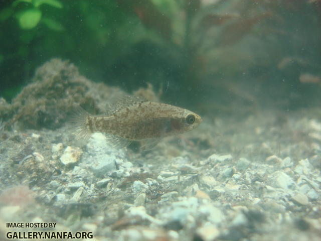 older female elassoma gilberti