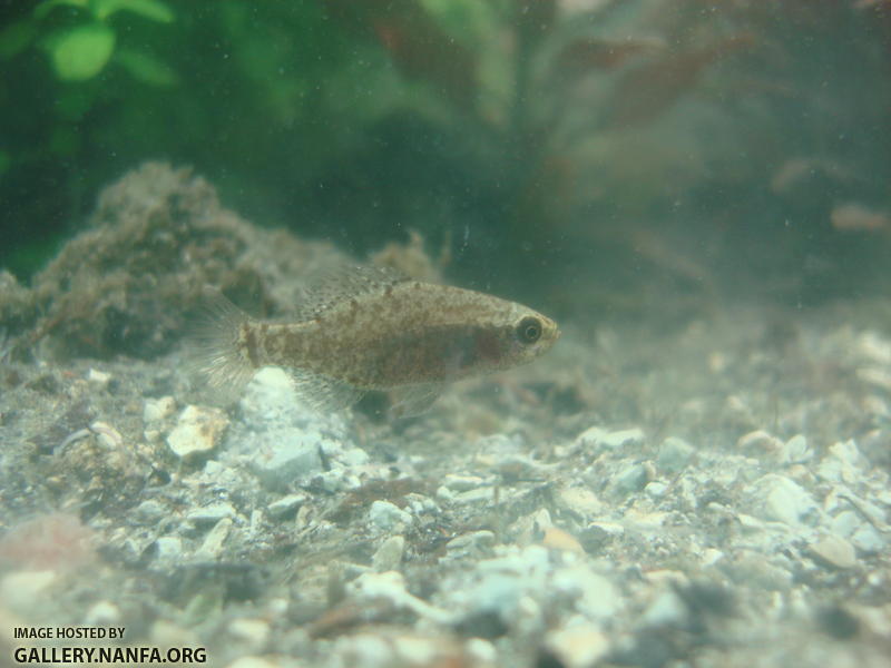 older female elassoma gilberti