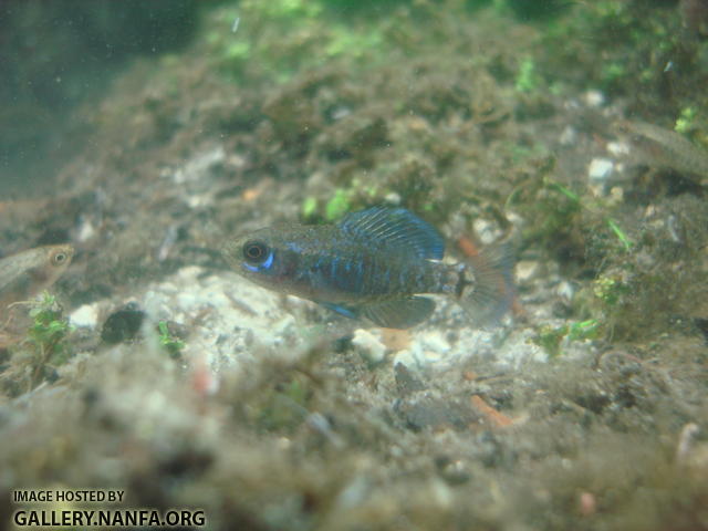 male elassoma gilberti in his bloodworm territory