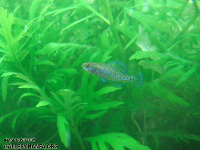 male elassoma gilberti in front of hygrophila difformis