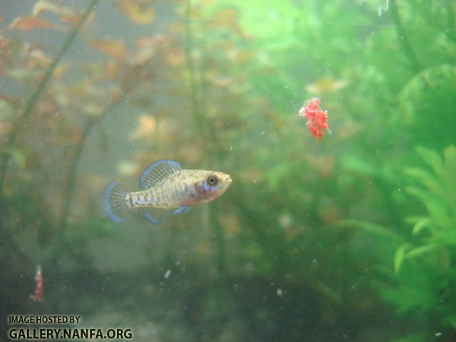 male elassoma gilberti eats a chunk of bloodworms2