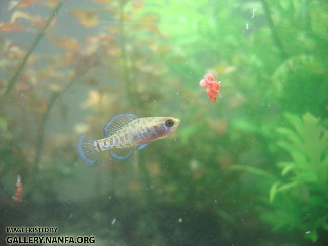 male elassoma gilberti eats a chunk of bloodworms