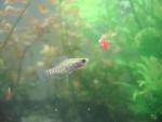 male elassoma gilberti eats a chunk of bloodworms