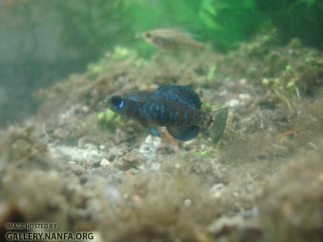 male elassoma gilberti after winning territory dispute