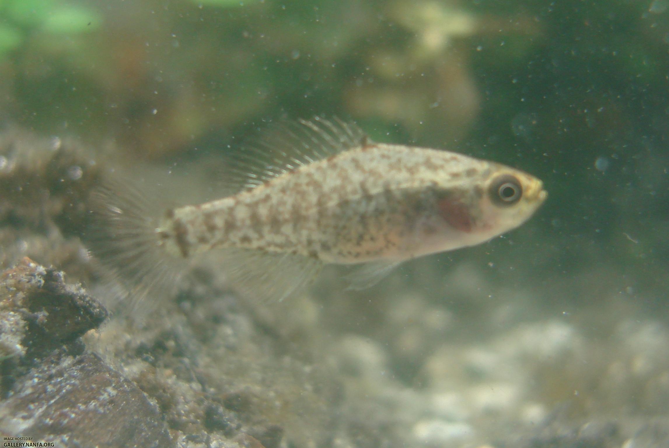 female Elassoma gilberti