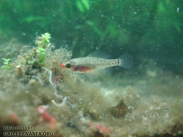 elassoma gilberti eats bloodworm