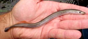 American Brook Lamprey