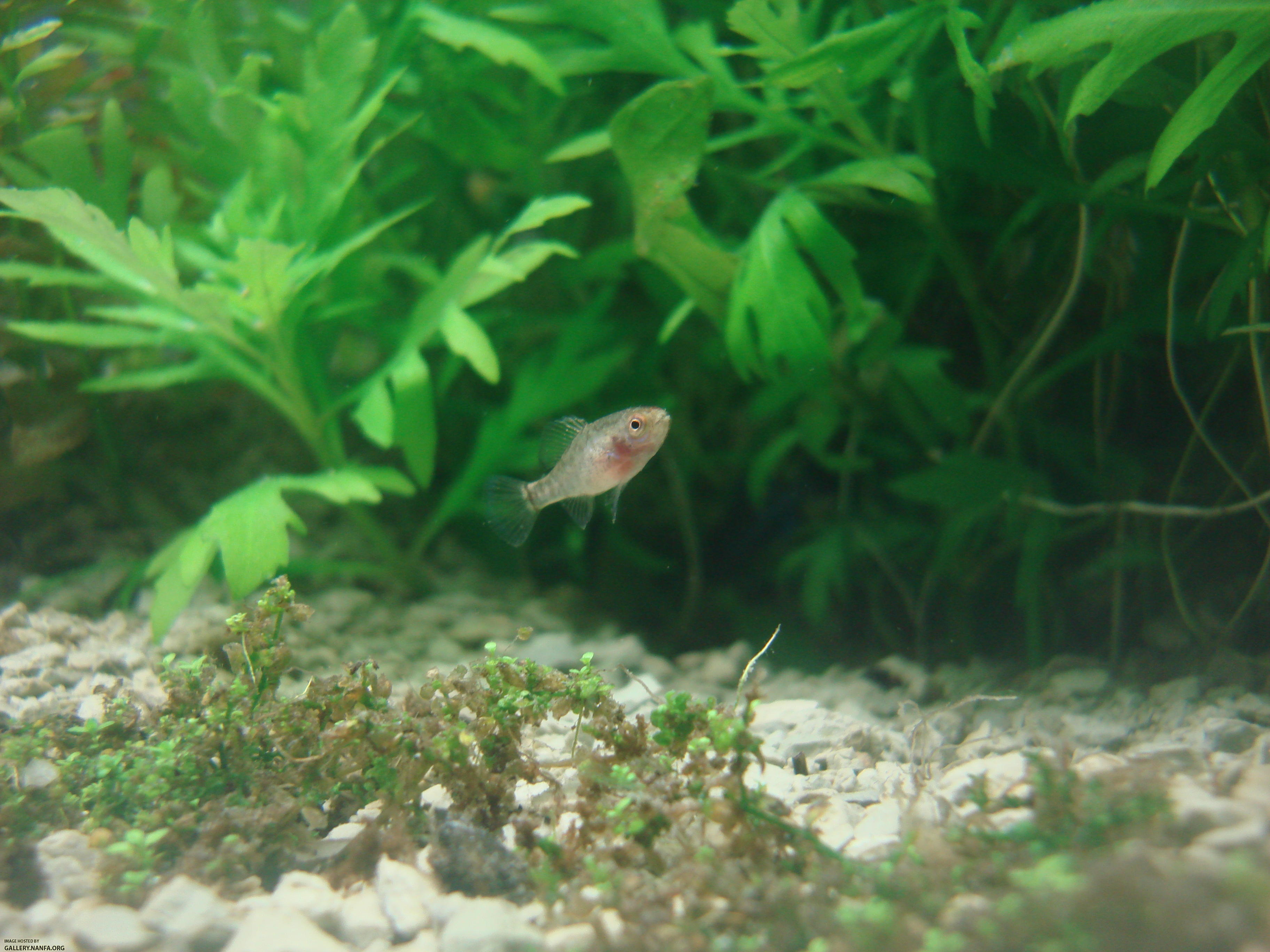 juvenile elassoma gilberti