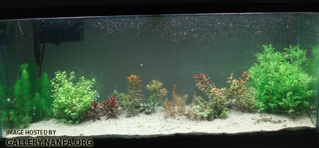 fishtank 10_06_2011