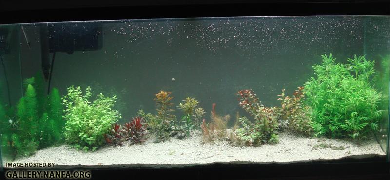 fishtank 10_06_2011