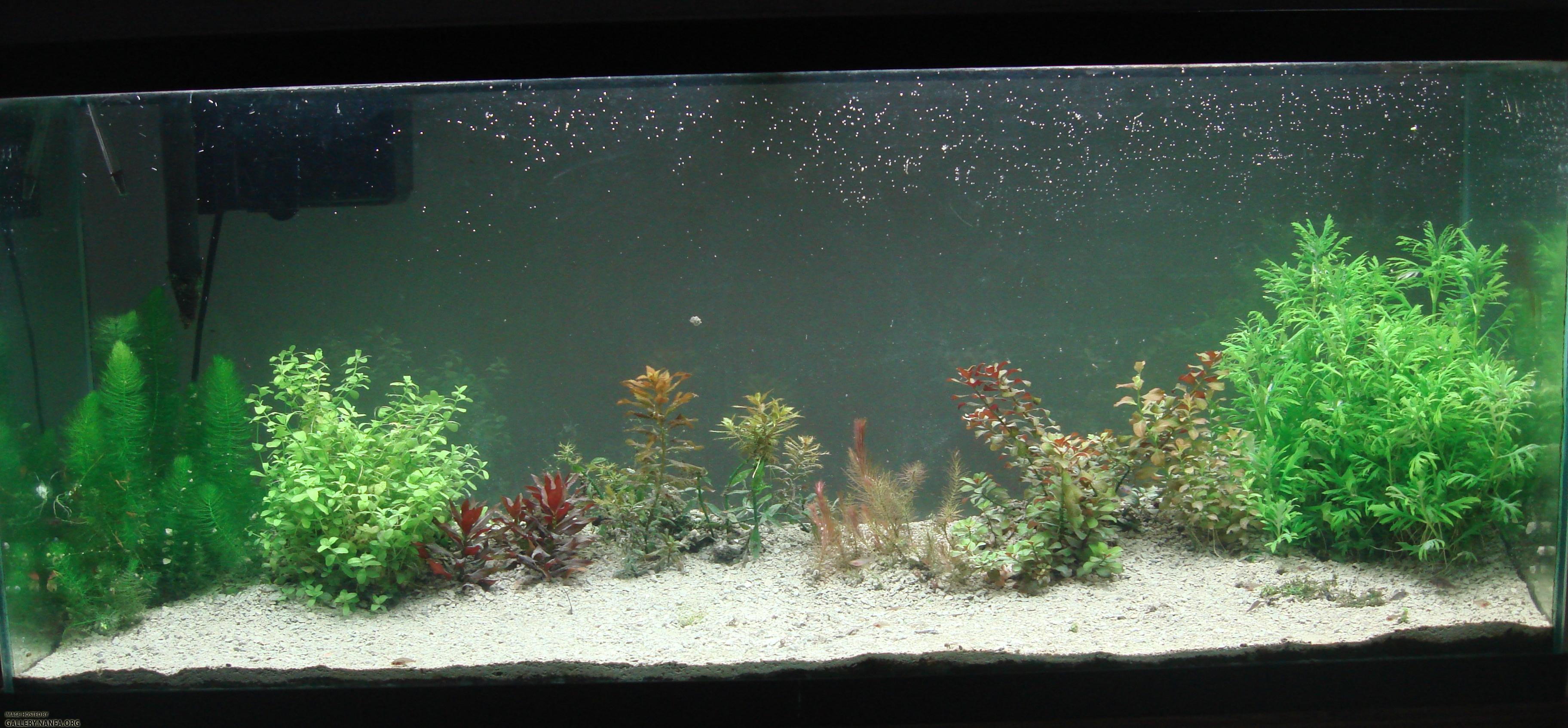 fishtank 10_06_2011