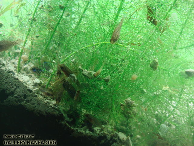 fish panicking together after adding kitty litter