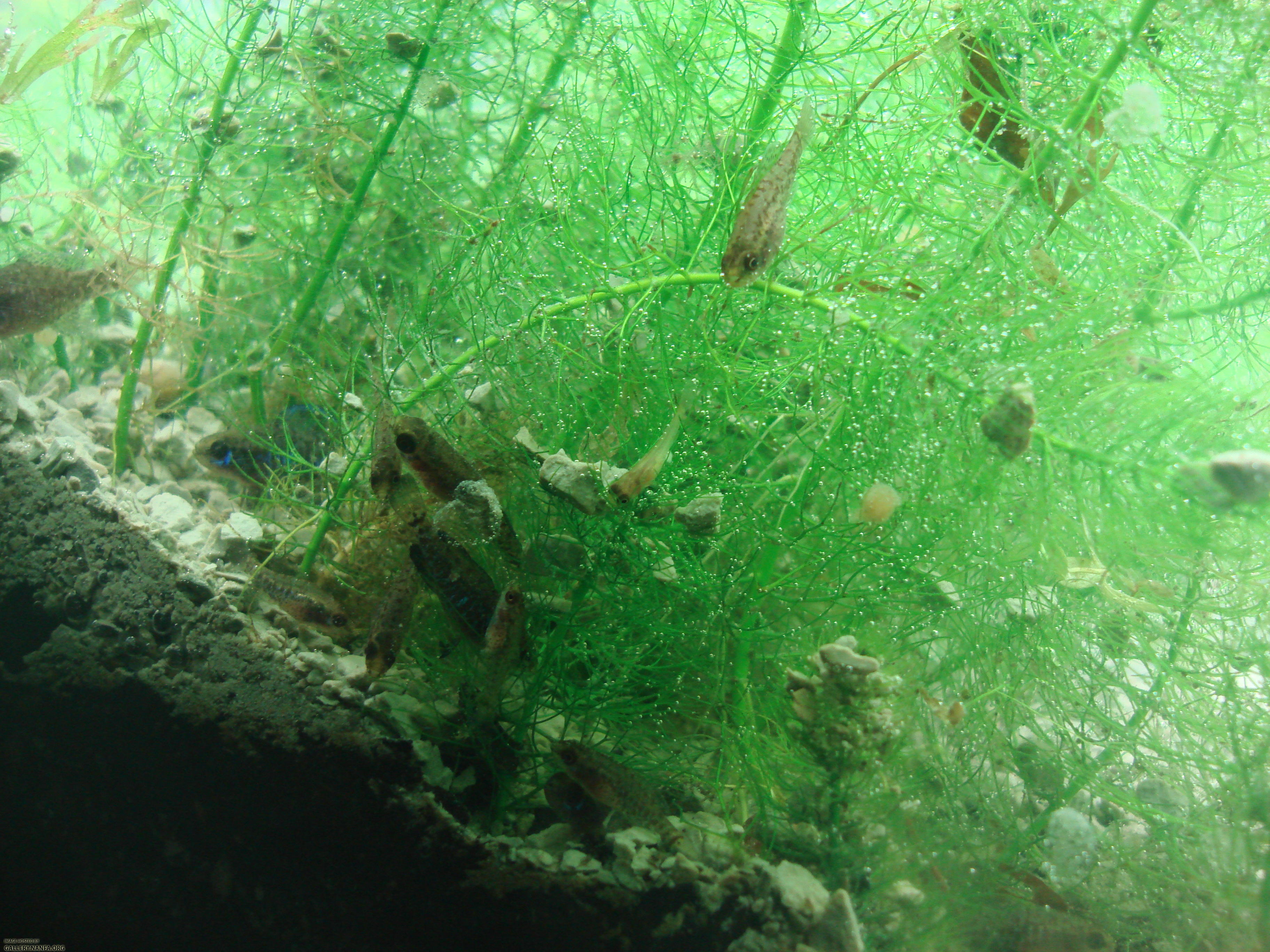 fish panicking together after adding kitty litter