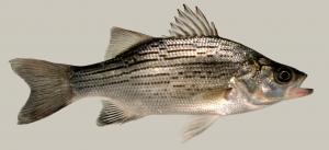 White Bass