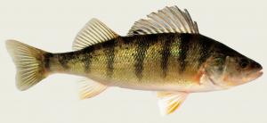 Yellow Perch