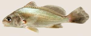 Freshwater Drum