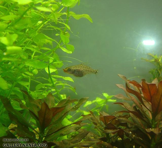 fat female elassoma gilberti eating bloodworm