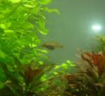 fat female elassoma gilberti eating bloodworm