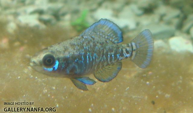 male elassoma gilberti hovers over diatoms 2