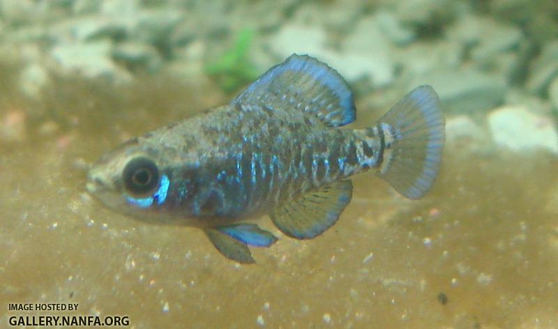 male elassoma gilberti hovers over diatoms 2