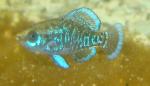 male elassoma gilberti hovers over diatoms with flash