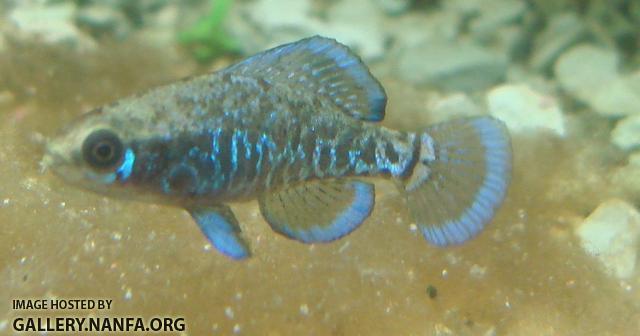 male elassoma gilberti hovers over diatoms