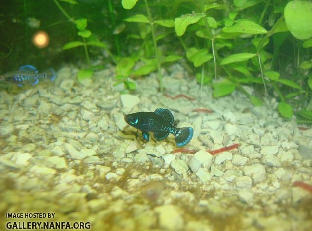 photo of elassoma gilberti male