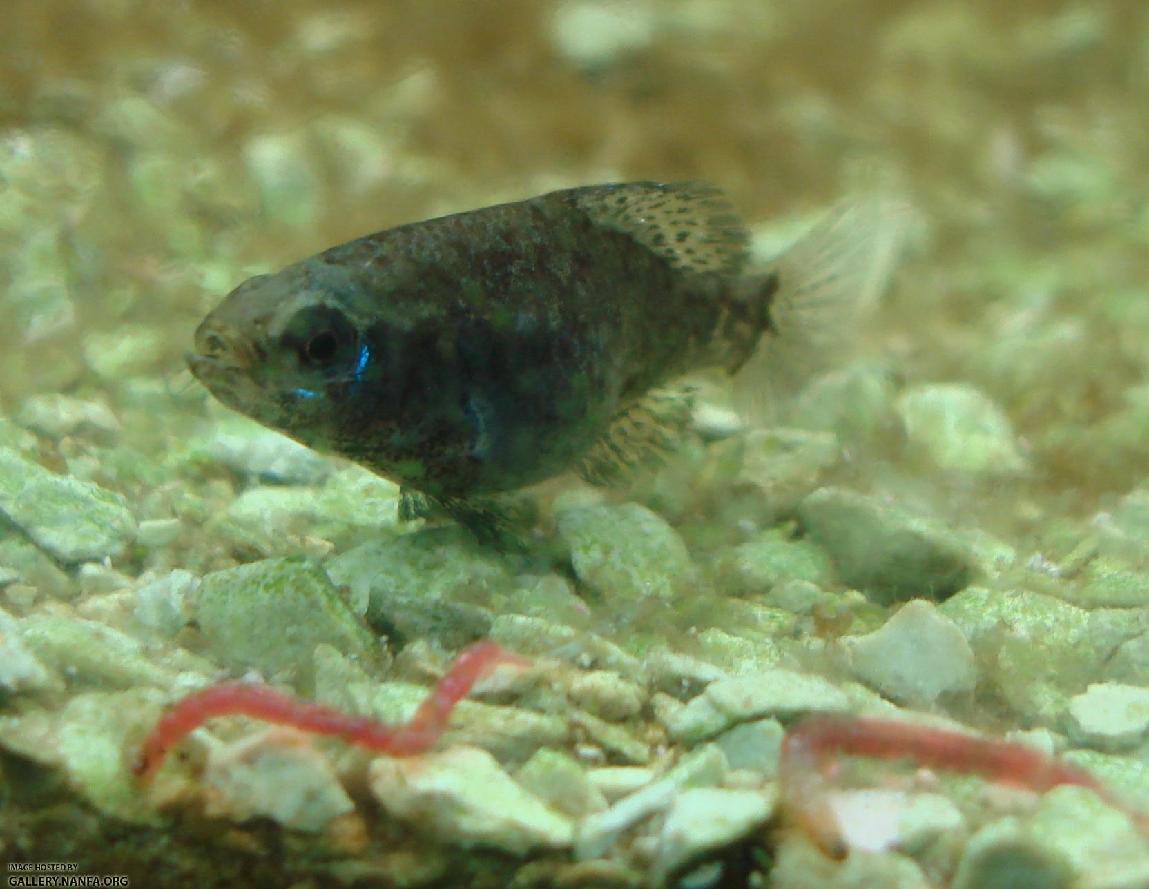 dark brown female elassoma gilberti