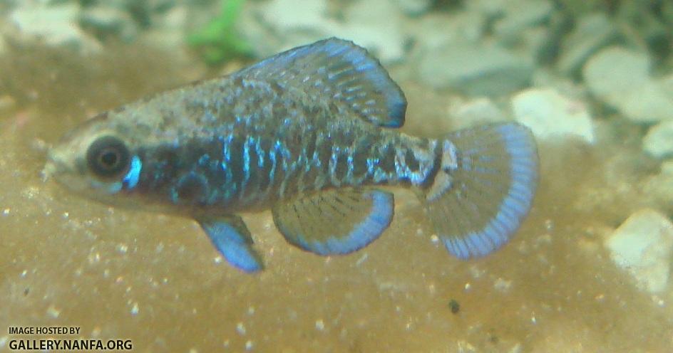 male elassoma gilberti hovers over diatoms