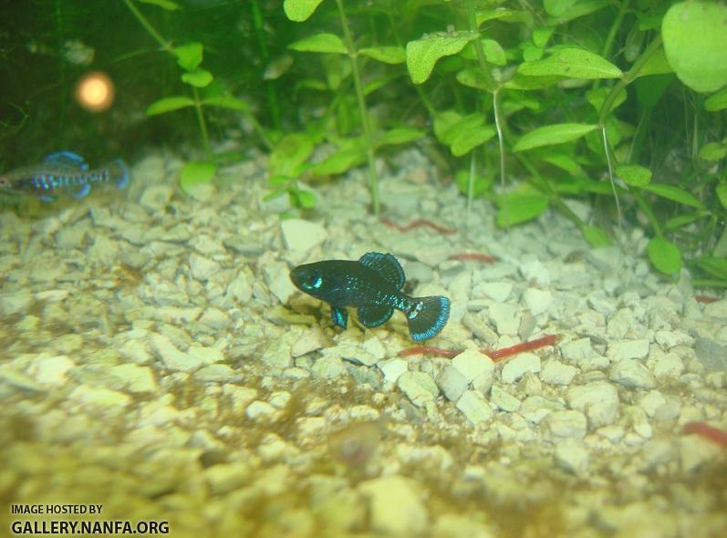 photo of elassoma gilberti male