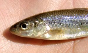 Central Bigmouth Shiner