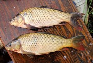 Hybrid Goldfish