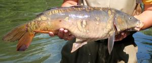 Common Carp