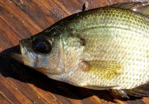 Hybrid Crappie